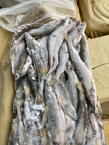 Фото Fresh-frozen Asian toothy smelt 19+ (packaging 20 kg block frozen))